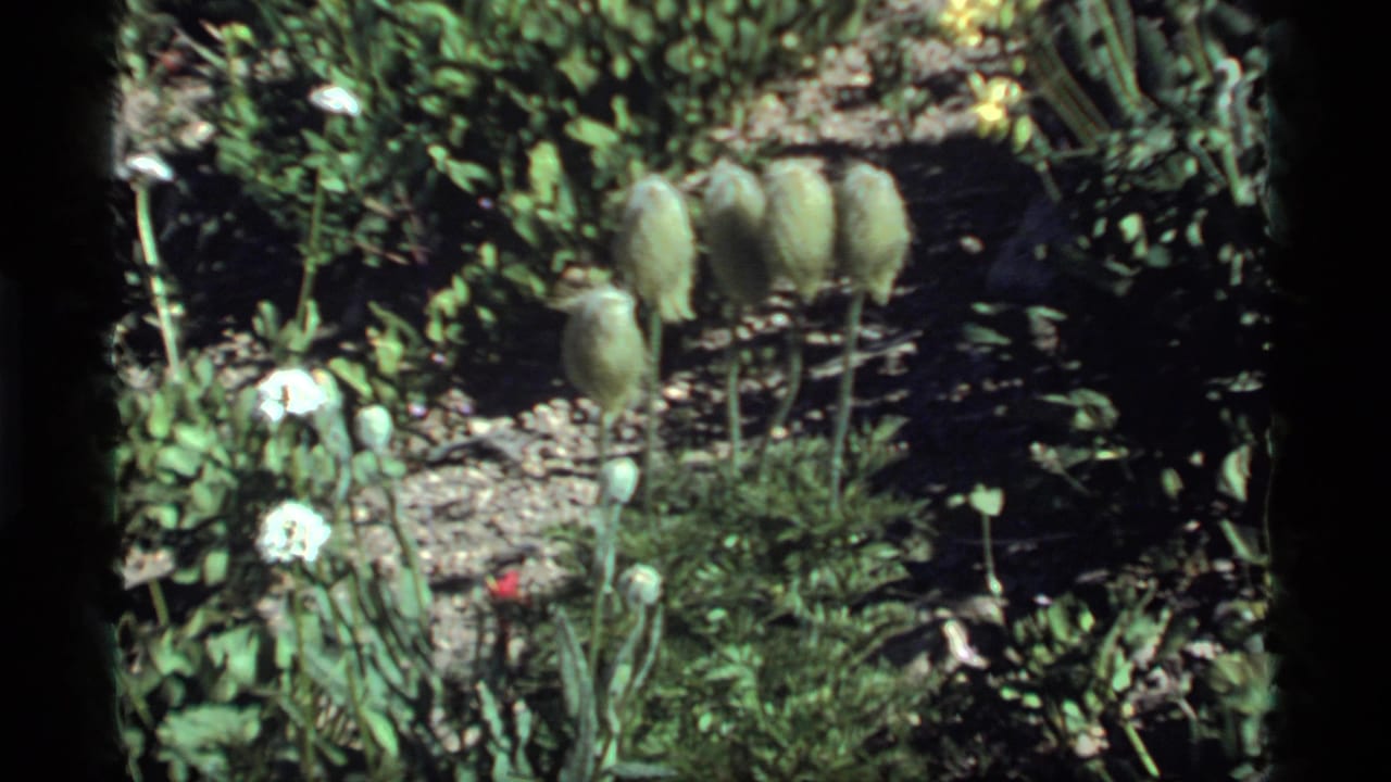 1977 Sapphire Lake garden frame showing fuzzy green seed pods, white blooms, yellow flowers, and dense foliage in bright sun.