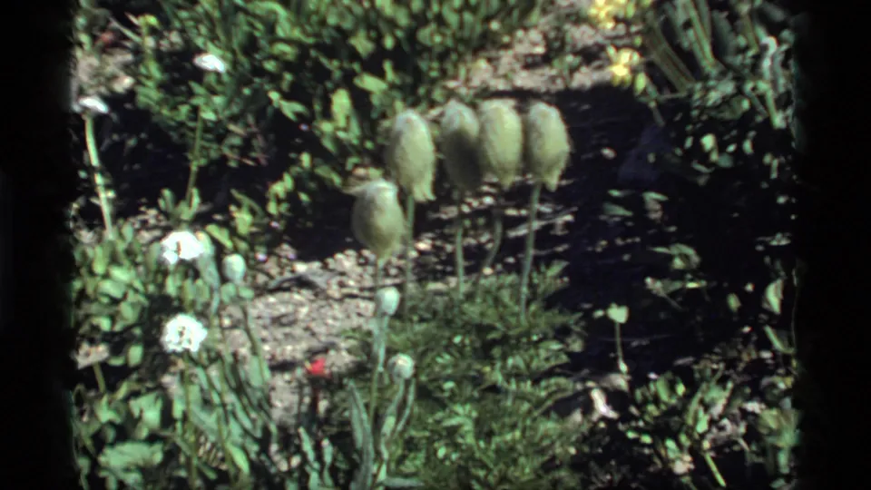 1977 Sapphire Lake garden frame showing fuzzy green seed pods, white blooms, yellow flowers, and dense foliage in bright sun.