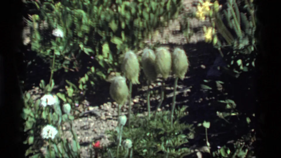 Soft 8mm frame from Sapphire Lake in 1977 showing fuzzy seed pods, white flowers, foliage, and gravel garden soil.