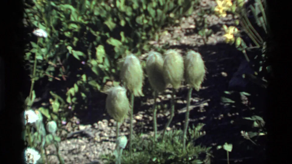 1977 Sapphire Lake garden view with multiple fuzzy green seed pods, leafy growth, white flowers, and strong sunlit contrast.