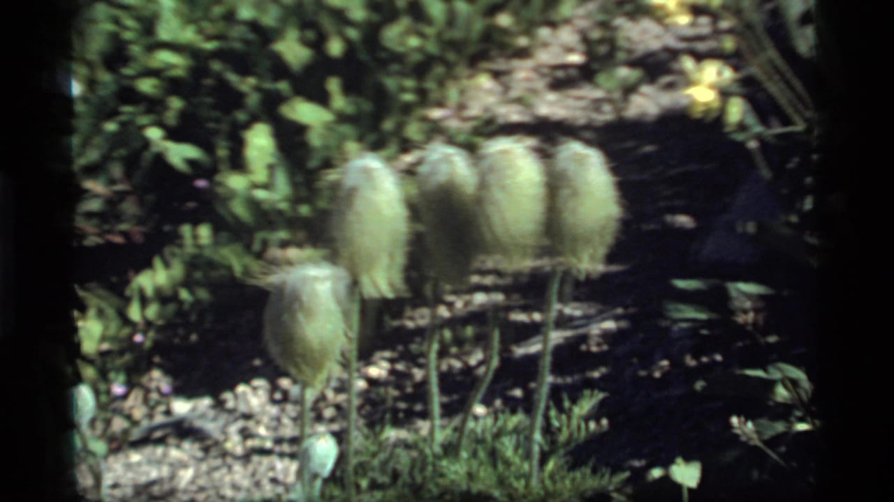 1977 8mm closeup from Sapphire Lake, Montana, showing fuzzy pale seed heads on thin stems amid leaves and dirt.