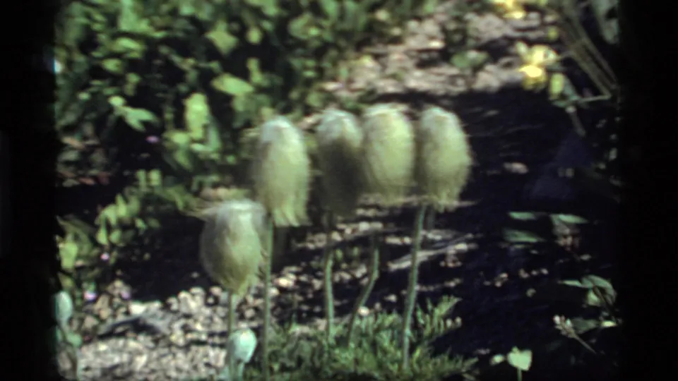 1977 8mm closeup from Sapphire Lake, Montana, showing fuzzy pale seed heads on thin stems amid leaves and dirt.