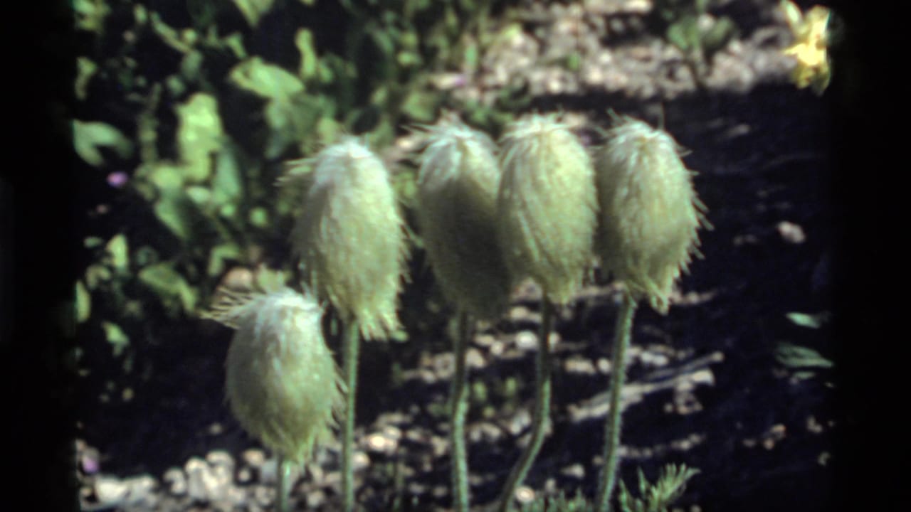 Cluster of pale fuzzy seed heads with green foliage behind them.