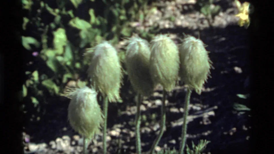 1977 Sapphire Lake 8mm frame with several fuzzy seed heads against shaded green foliage and garden soil.