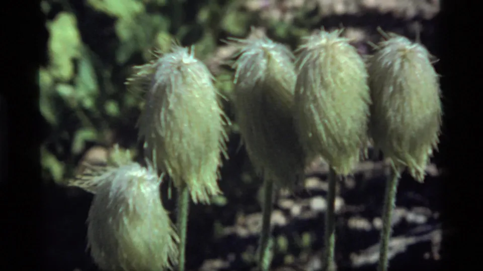 Close 1977 Montana 8mm view of fuzzy pale seed heads, with small blue flowers and leaves near the lower edge.