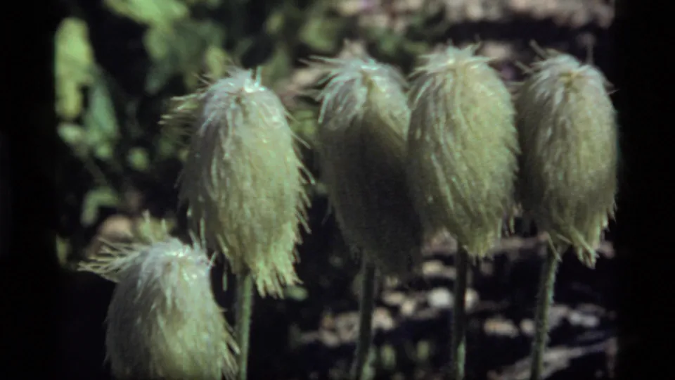 1977 Sapphire Lake closeup showing pale fuzzy seed heads on stems, with a blue flower and shaded foliage nearby.