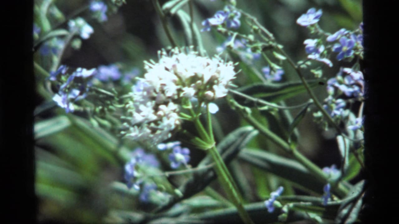 1977 Sapphire Lake, Montana 8mm frame showing white and purple wildflowers in soft focus with green stems and leaves.
