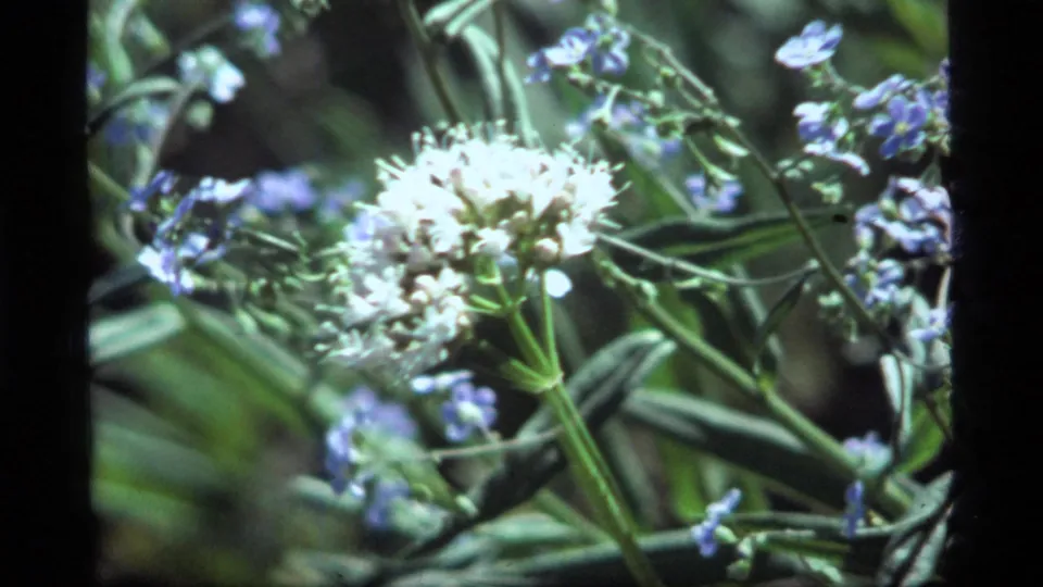 1977 Sapphire Lake, Montana 8mm frame showing white and purple wildflowers in soft focus with green stems and leaves.