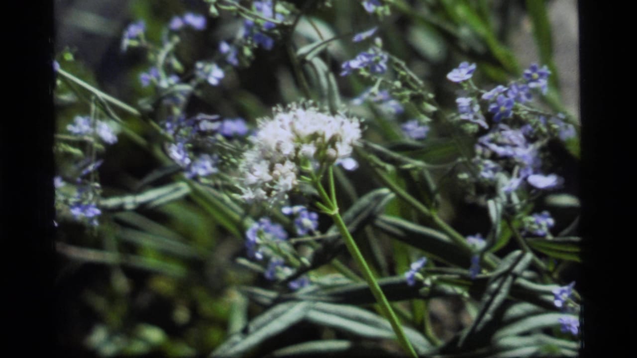 White flower head and small purple blossoms among green leaves in soft focus.