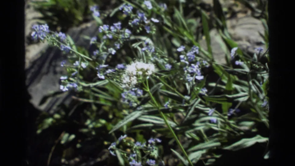 1977 Montana home-movie frame showing windblown wildflowers, green leaves, stems, and dry ground in a close botanical view.