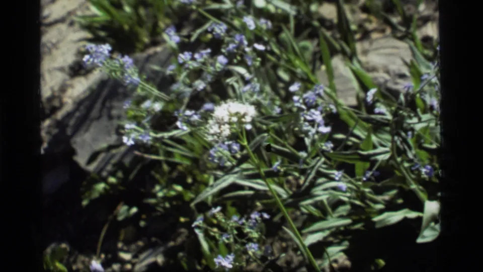 Sapphire Lake, Montana 1977 8mm frame with white and purple wildflowers, green foliage, and dry earth in faded color.