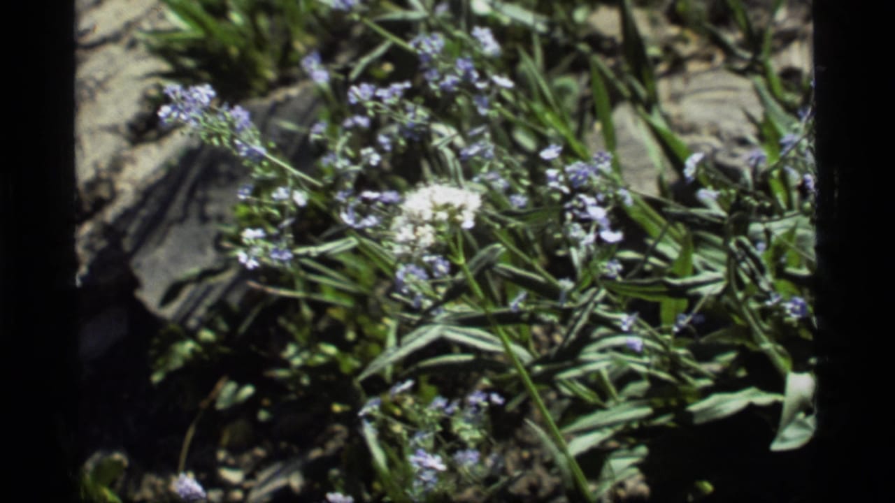 1977 8mm home-movie frame from Sapphire Lake, Montana, showing pale blue-white wildflowers in close view among meadow plants.