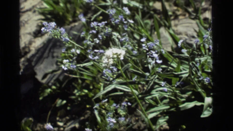 1977 8mm home-movie frame from Sapphire Lake, Montana, showing pale blue-white wildflowers in close view among meadow plants.