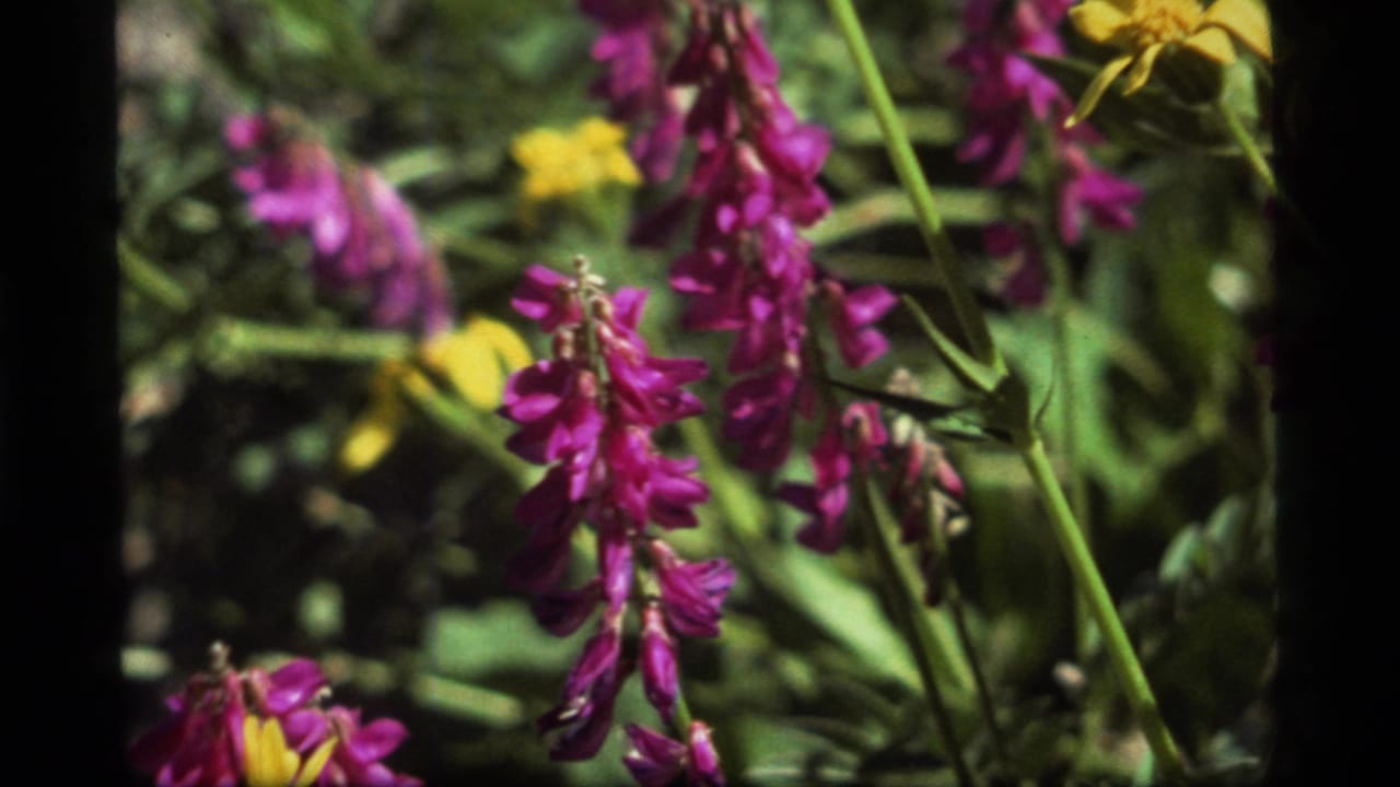 Magenta flower clusters and a yellow blossom among green meadow stems.