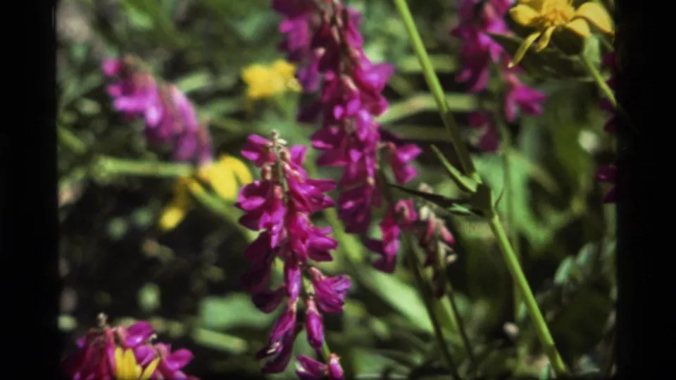 1977 Sapphire Lake 8mm frame with magenta wildflowers in the foreground and small yellow blossoms behind green stems.