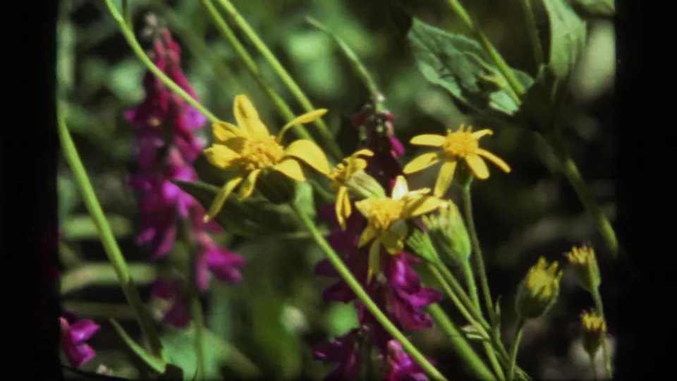 Sapphire Lake home-movie frame showing yellow daisy-like flowers mixed with magenta blossoms and tall green stems.