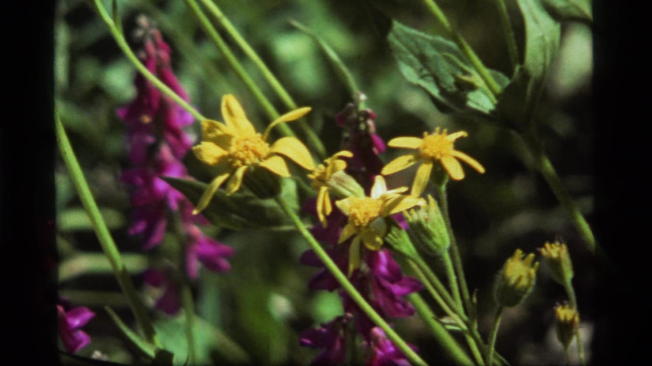 Close 1977 Montana 8mm view of yellow daisy-like flowers and purple blooms among green foliage.