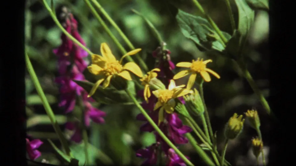 Close 1977 Montana 8mm view of yellow daisy-like flowers and purple blooms among green foliage.