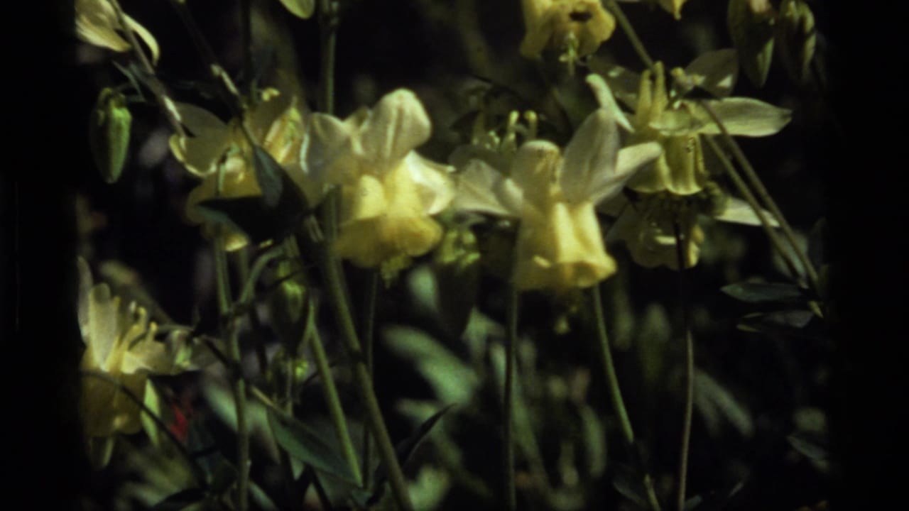 Close 8mm frame from Sapphire Lake showing pale yellow bell-shaped flowers and surrounding foliage.
