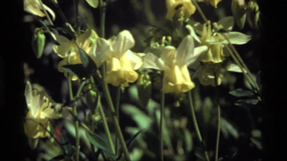 1977 Sapphire Lake close-up of pale yellow wildflowers, stems, and leaves on grainy 8mm film.