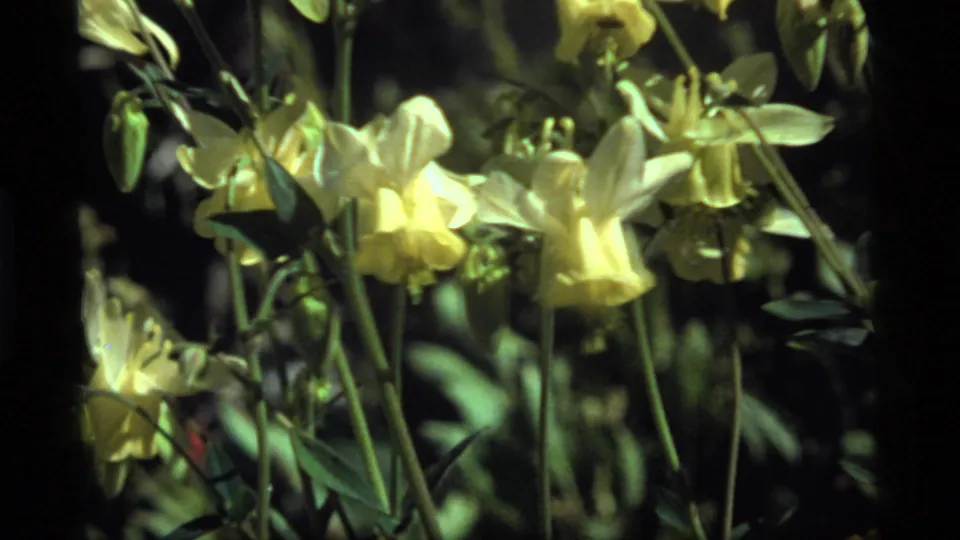 Close 8mm view of pale yellow wildflowers at Sapphire Lake with green stems and shaded leaves.