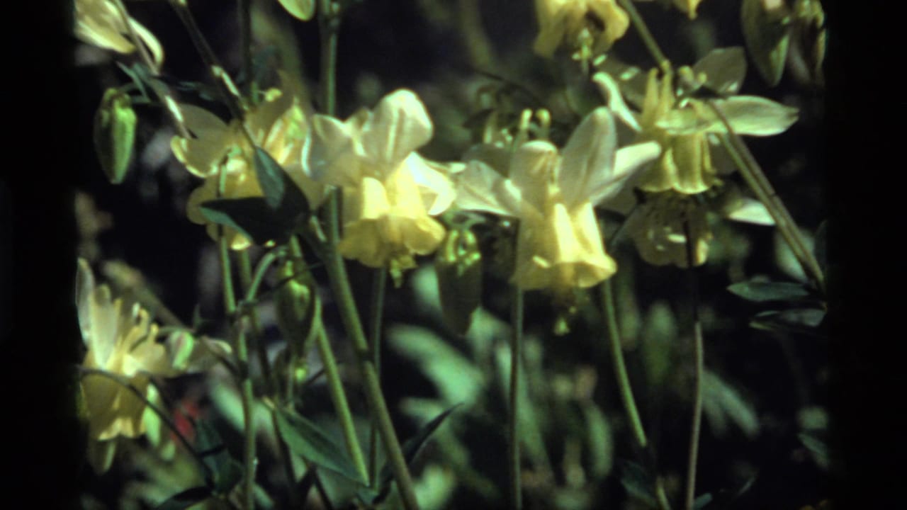 1977 8mm home-movie frame from Sapphire Lake, Montana showing pale yellow columbine blossoms among green foliage.