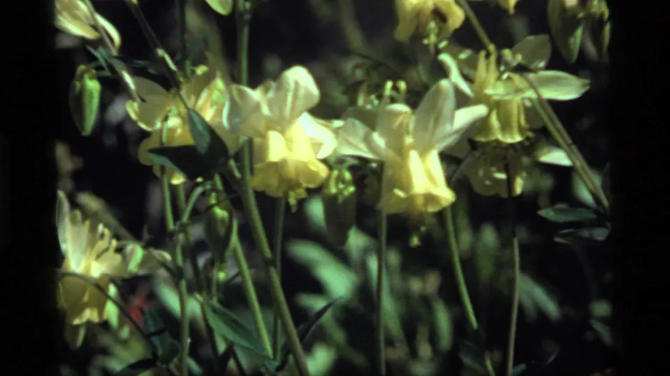 1977 8mm home-movie frame from Sapphire Lake, Montana showing pale yellow columbine blossoms among green foliage.