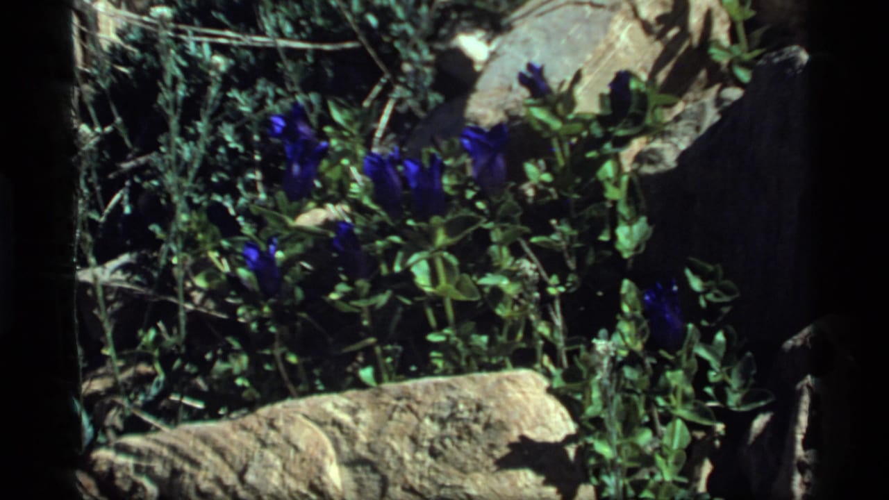 Blue flowers growing among rocks, leaves, and dry stems.