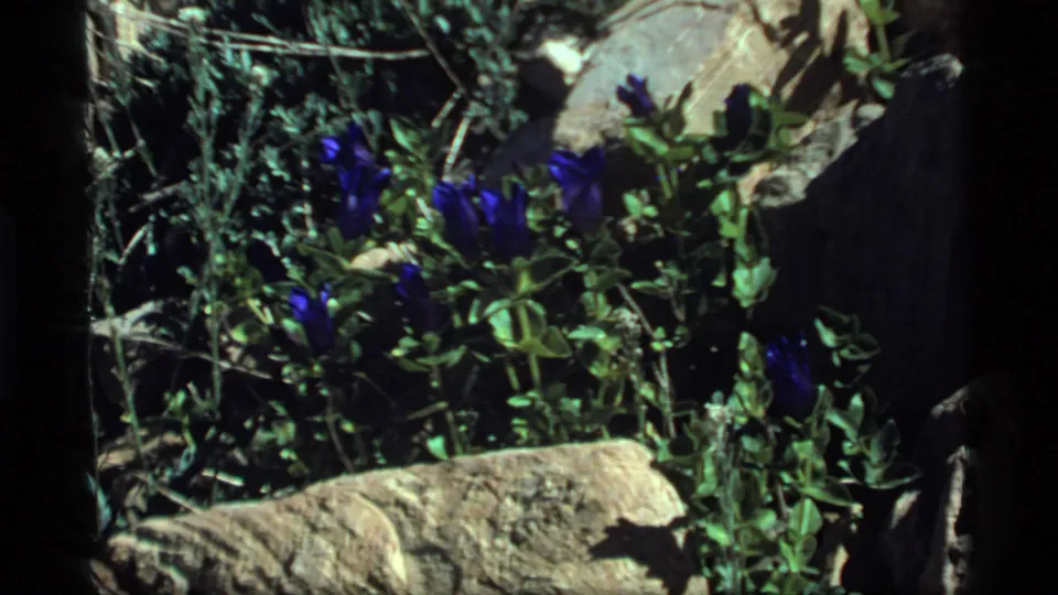Blue gentian-like wildflowers appear among rocks and green foliage in the 1977 Sapphire Lake, Montana 8mm footage.