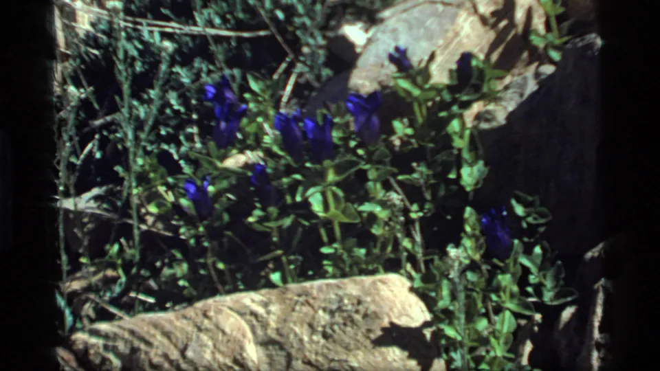 Close 8mm view of blue gentian-like blooms, rocky ground, and foliage at Sapphire Lake, Montana in 1977.