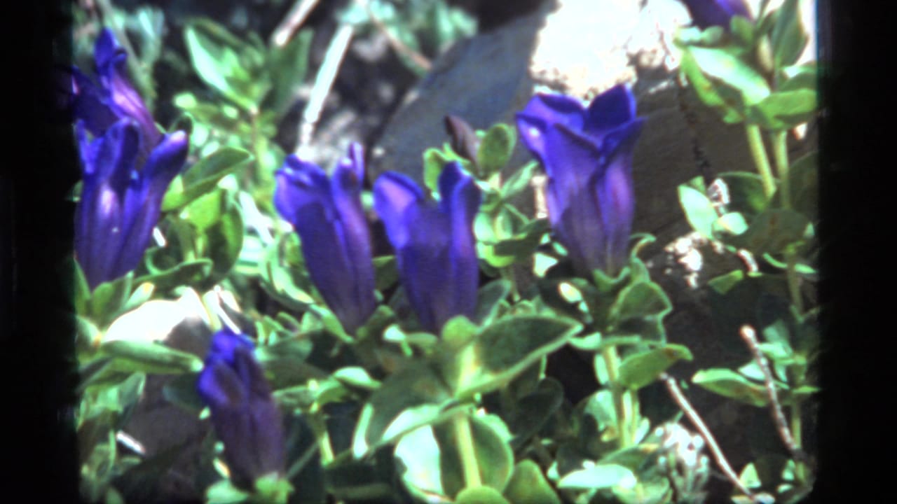 1977 8mm Montana footage showing blue wildflowers close up amid green foliage and rocky hillside ground.