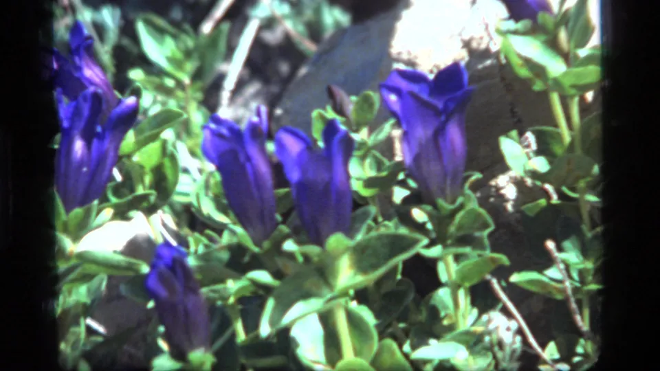 1977 8mm Montana footage showing blue wildflowers close up amid green foliage and rocky hillside ground.