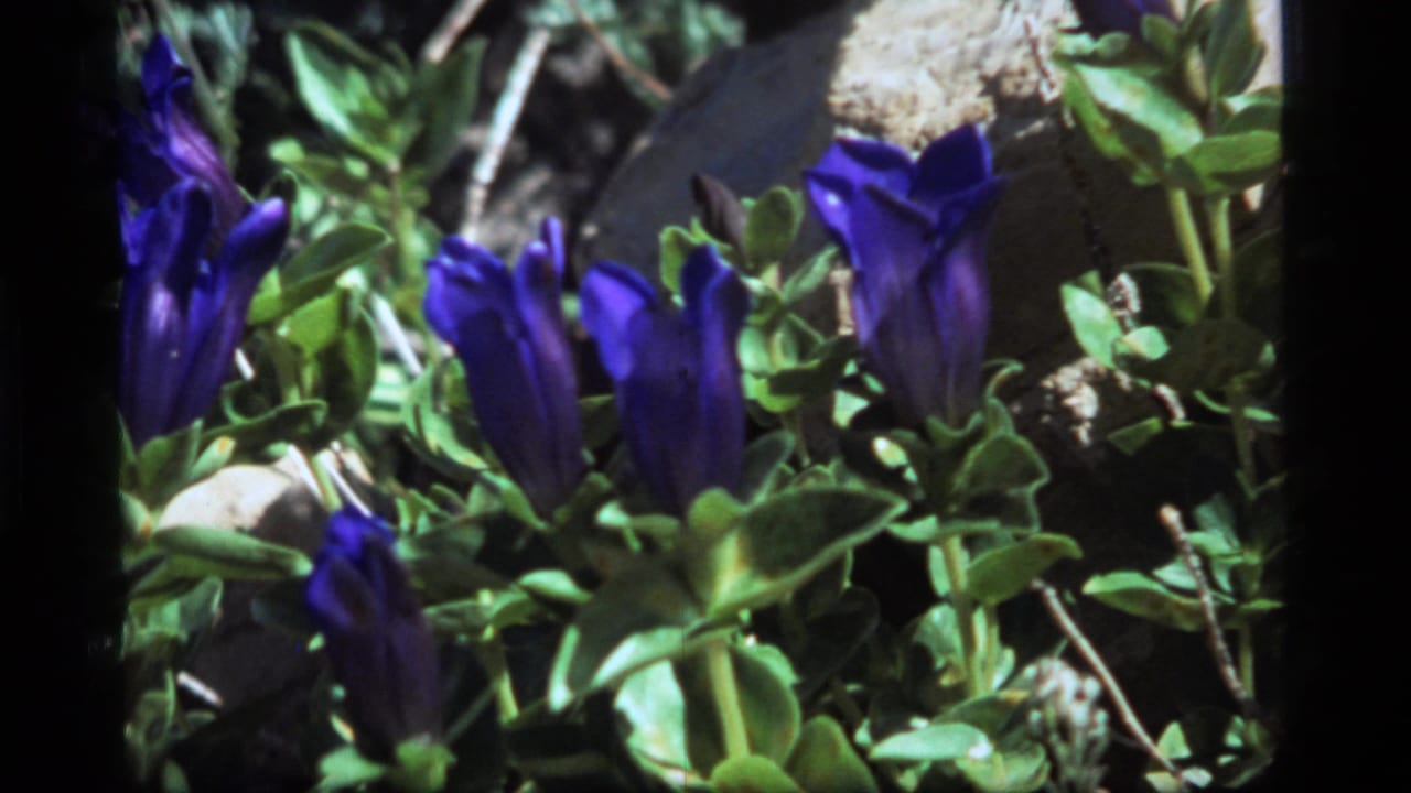 Cluster of blue wildflowers with leaves and rocks in bright outdoor light.