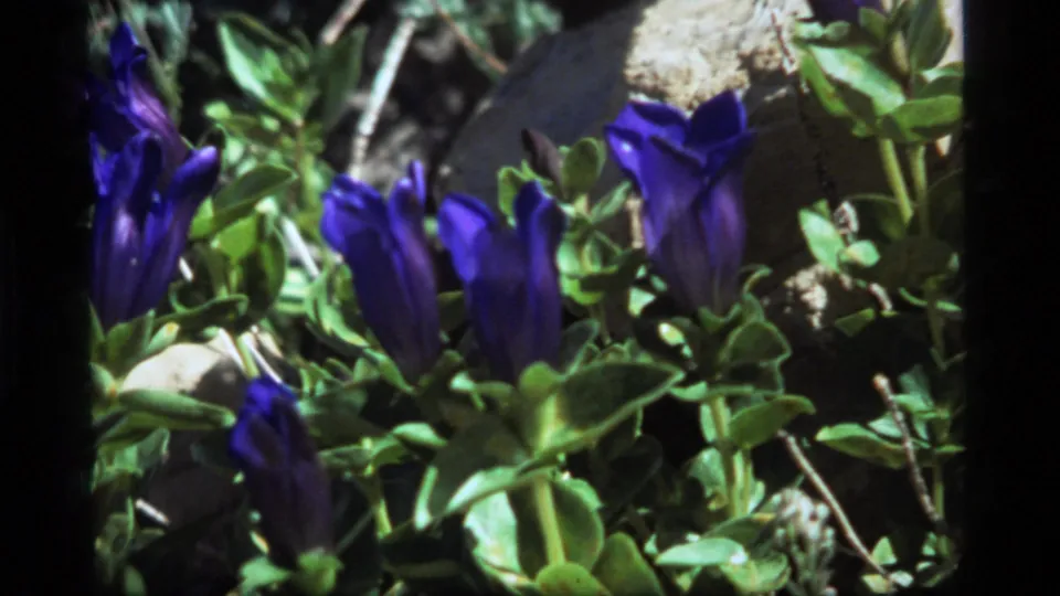 Vintage 8mm close-up of blue wildflowers and leafy plants on a rocky Montana hillside.