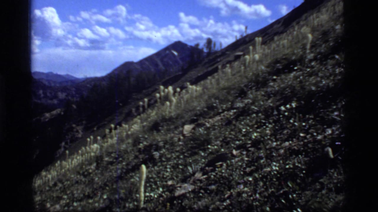 1977 8mm home-movie frame from Sapphire Lake, Montana, showing a steep mountain slope with pale bear-grass-like wildflowers, rocky soil, evergreens, and distant ridges.