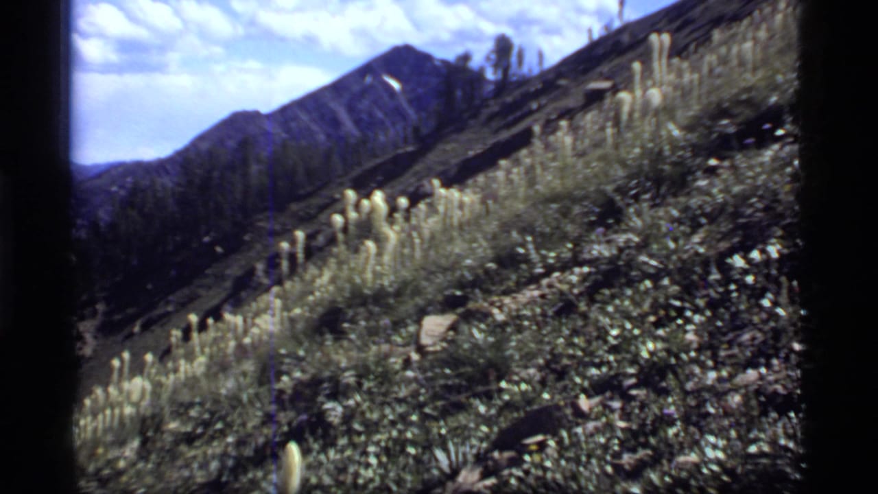 1977 Sapphire Lake, Montana frame with pale wildflower clusters on a rugged slope, dark ridgelines beyond, and bright clouds above the mountain landscape.