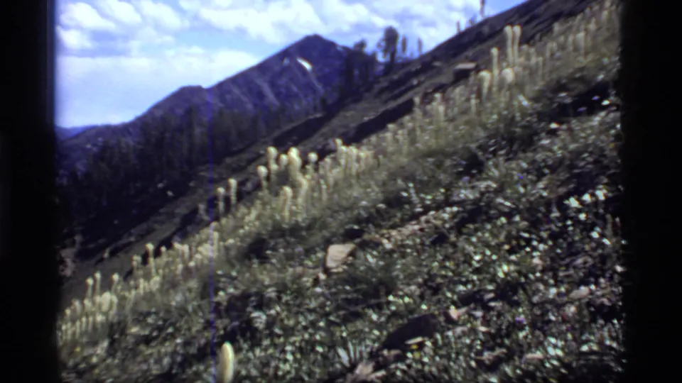 1977 Sapphire Lake, Montana frame with pale wildflower clusters on a rugged slope, dark ridgelines beyond, and bright clouds above the mountain landscape.