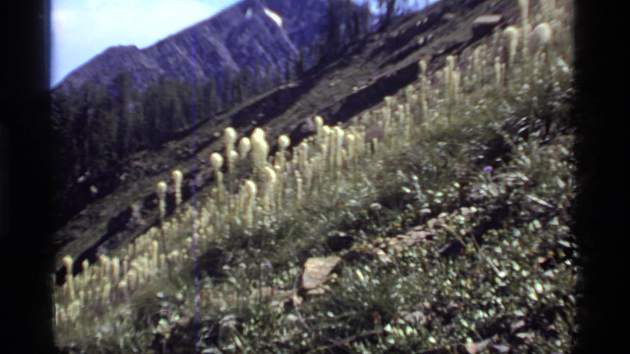 1977 8mm frame from Sapphire Lake, Montana, showing a zoomed-in section of pale bear-grass-like flowers, leafy groundcover, rocks, and a sloping mountain background.