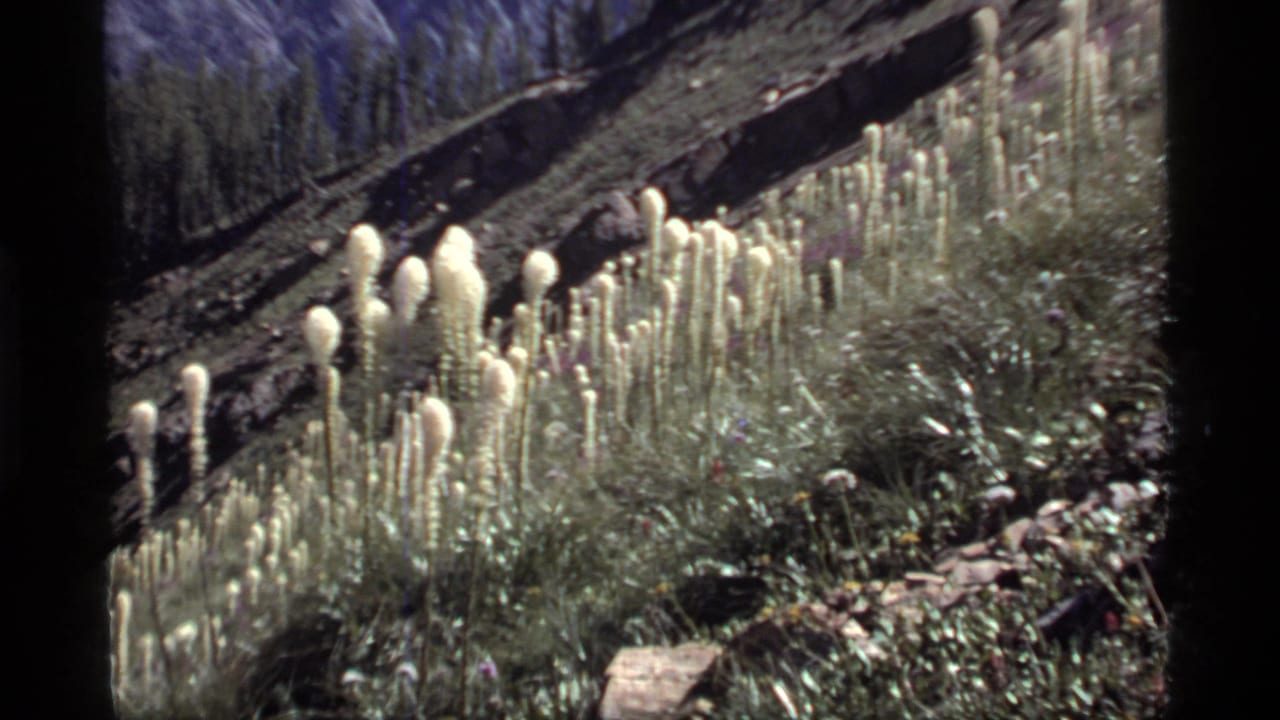 1977 Sapphire Lake, Montana home-movie frame with pale wildflowers filling the foreground, rocky alpine soil, grasses, evergreen trees, and a shaded slope beyond.