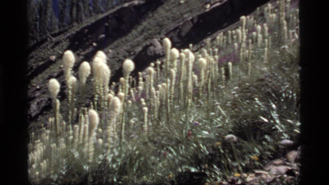 1977 8mm view at Sapphire Lake, Montana, showing tall pale wildflower spikes in a sunlit mountain meadow below rocks and trees.
