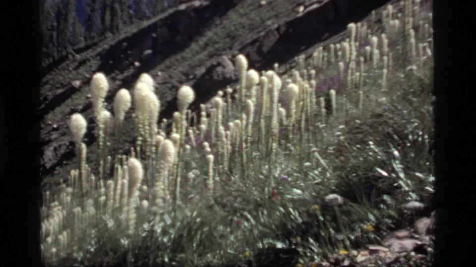 1977 8mm view at Sapphire Lake, Montana, showing tall pale wildflower spikes in a sunlit mountain meadow below rocks and trees.
