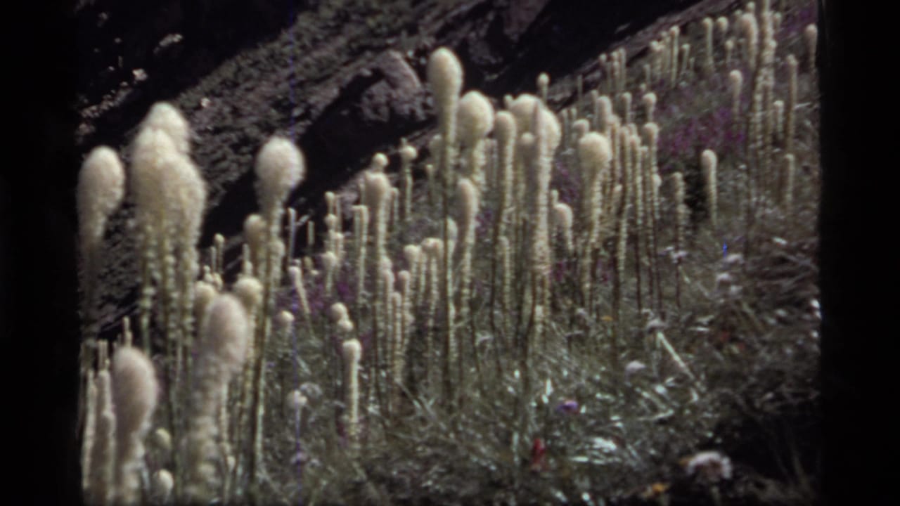 Sapphire Lake, Montana meadow footage from 1977, with dense pale wildflower stalks, green grasses, and a shadowed rocky backdrop.