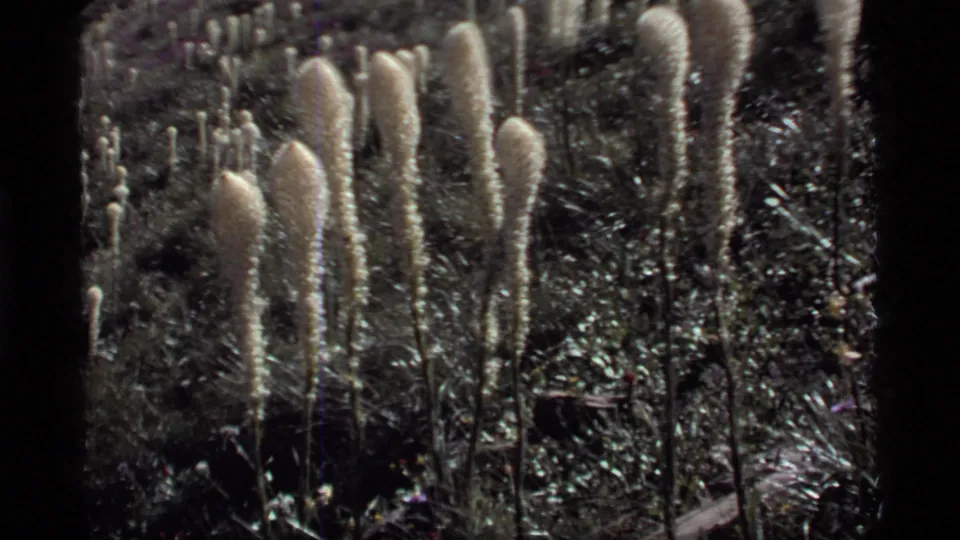 Close 8mm frame of tall pale wildflowers swaying above dark green alpine meadow plants at Sapphire Lake, Montana, in 1977.