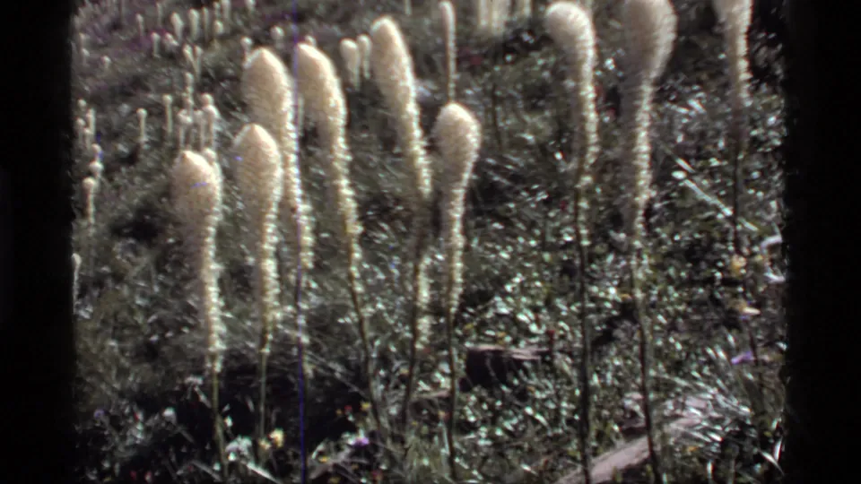 Vintage 8mm frame from Sapphire Lake, Montana, with pale wildflower plumes clustered among grasses and dark mountain meadow shadows.