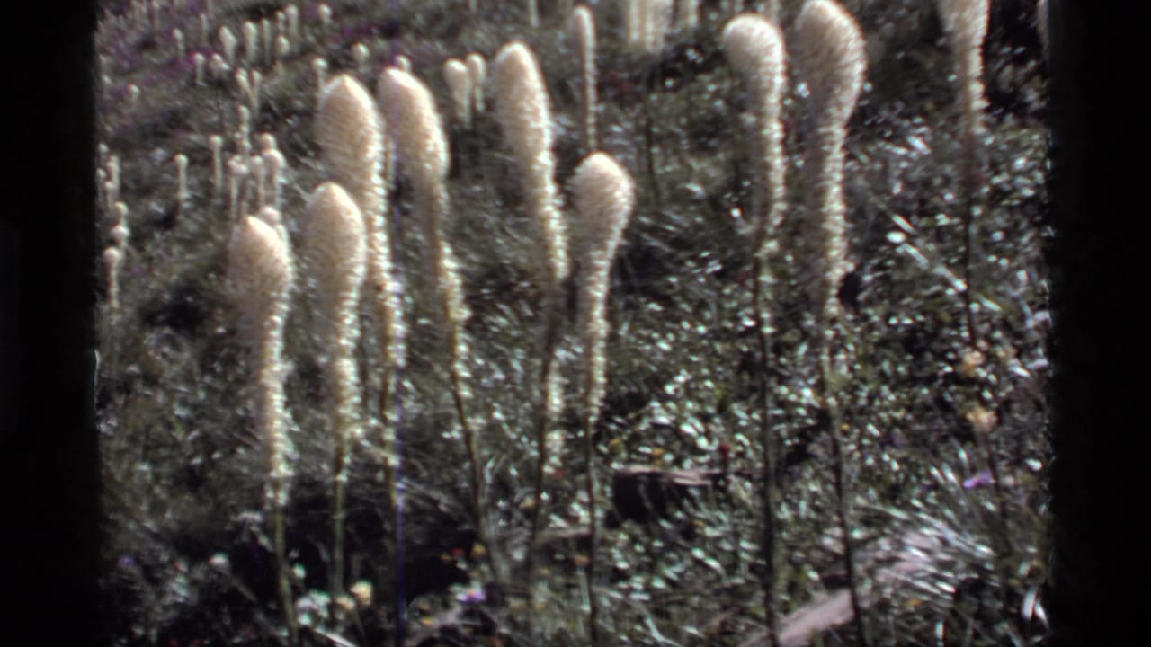 1977 Sapphire Lake, Montana 8mm frame showing white fuzzy flowering stalks rising from dense outdoor vegetation.