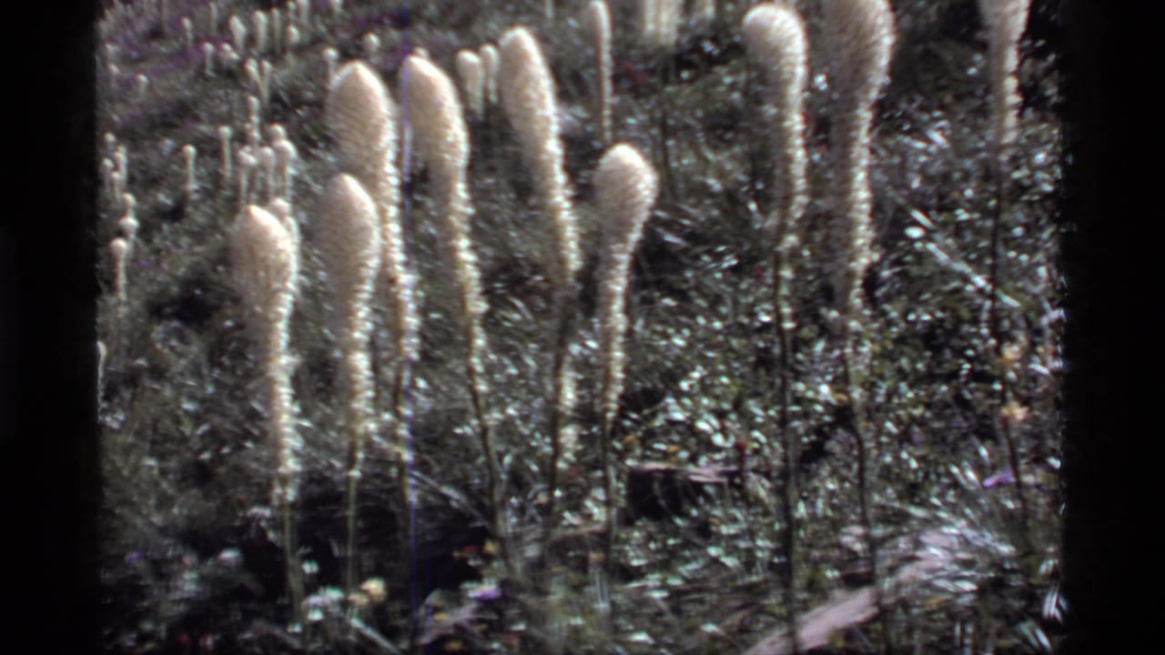 Cluster of tall pale flower stalks against dense outdoor foliage.