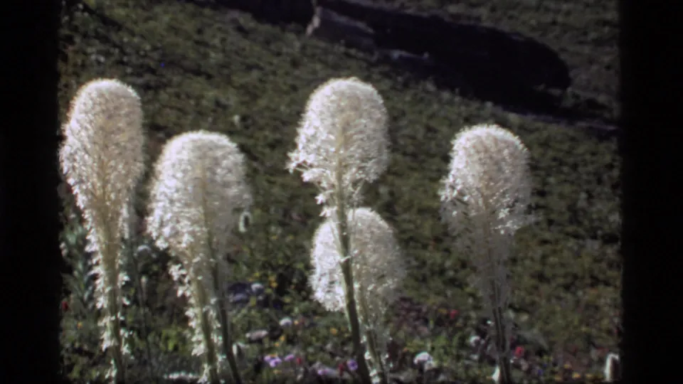 Several white fuzzy blooms appear in a grassy Sapphire Lake setting, filmed on 8mm in 1977.