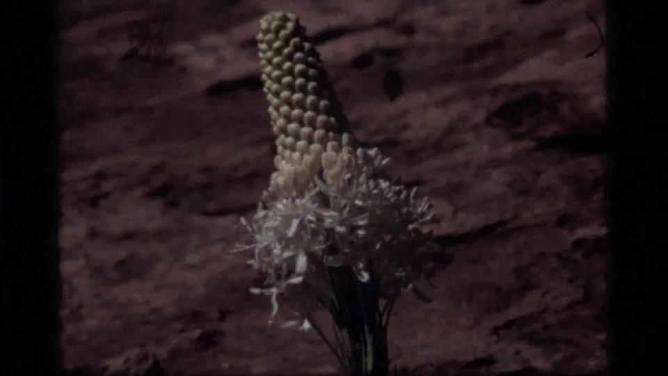 Close-up 8mm view of one pale, textured flower head with many small buds or florets over brown rocky soil in Montana.