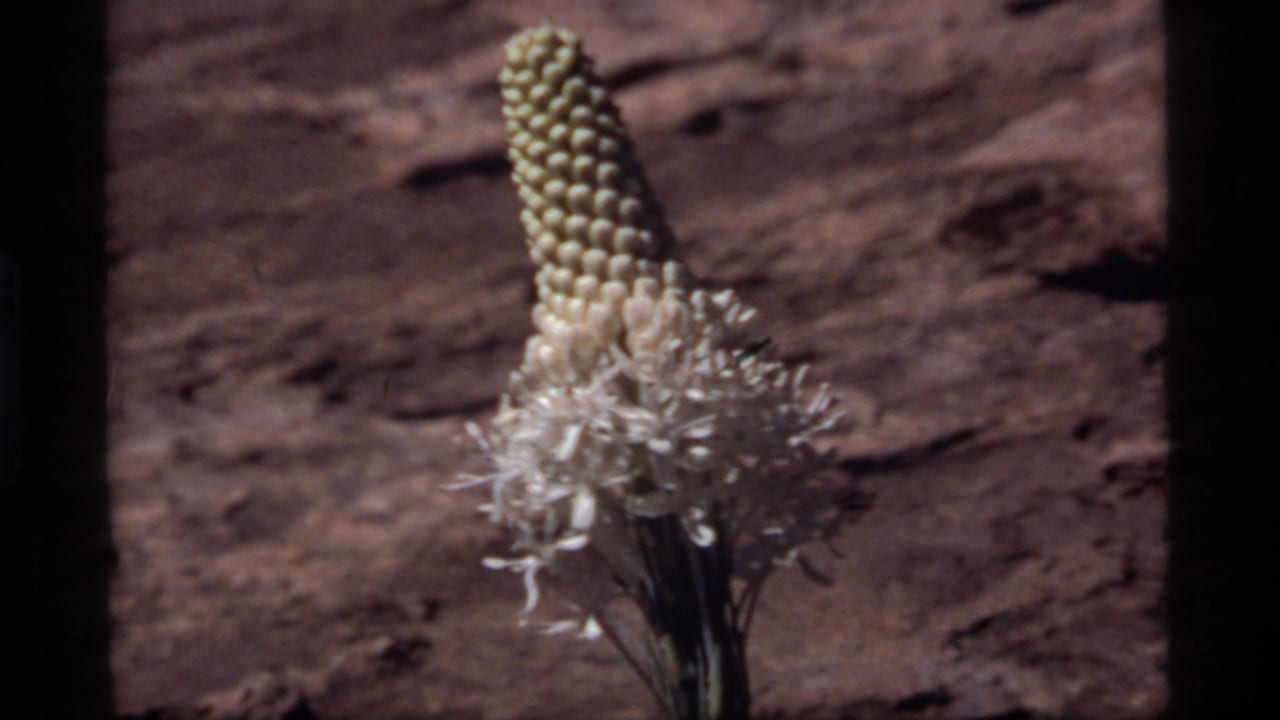 1977 Sapphire Lake, Montana 8mm frame showing a single unusual white flower with a cone of bead-like buds before a brown rocky background.