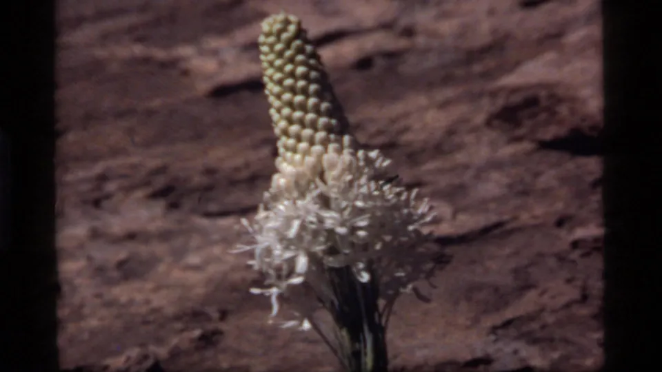 1977 Sapphire Lake, Montana 8mm frame showing a single unusual white flower with a cone of bead-like buds before a brown rocky background.